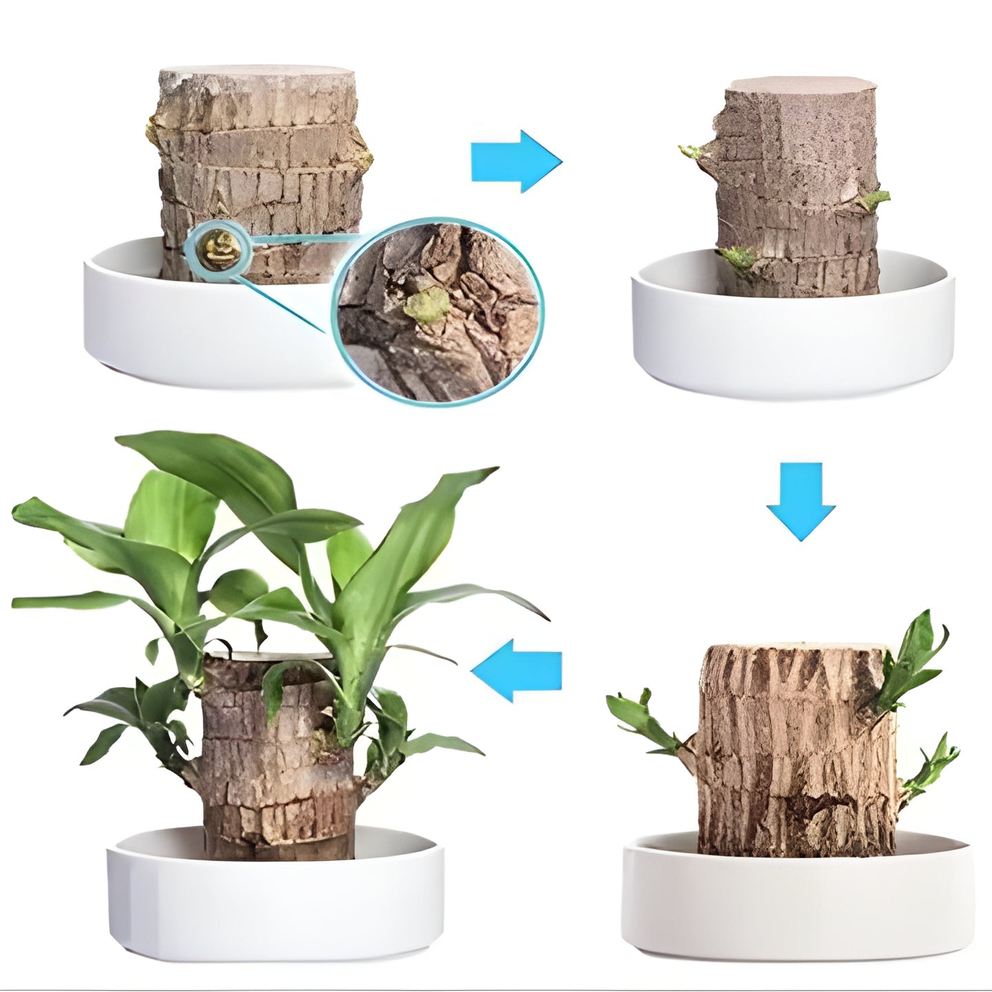 Feng Shui Lucky Brazilian Wood Plant, a stress-relief indoor houseplant. Low maintenance & air purifying for any home.