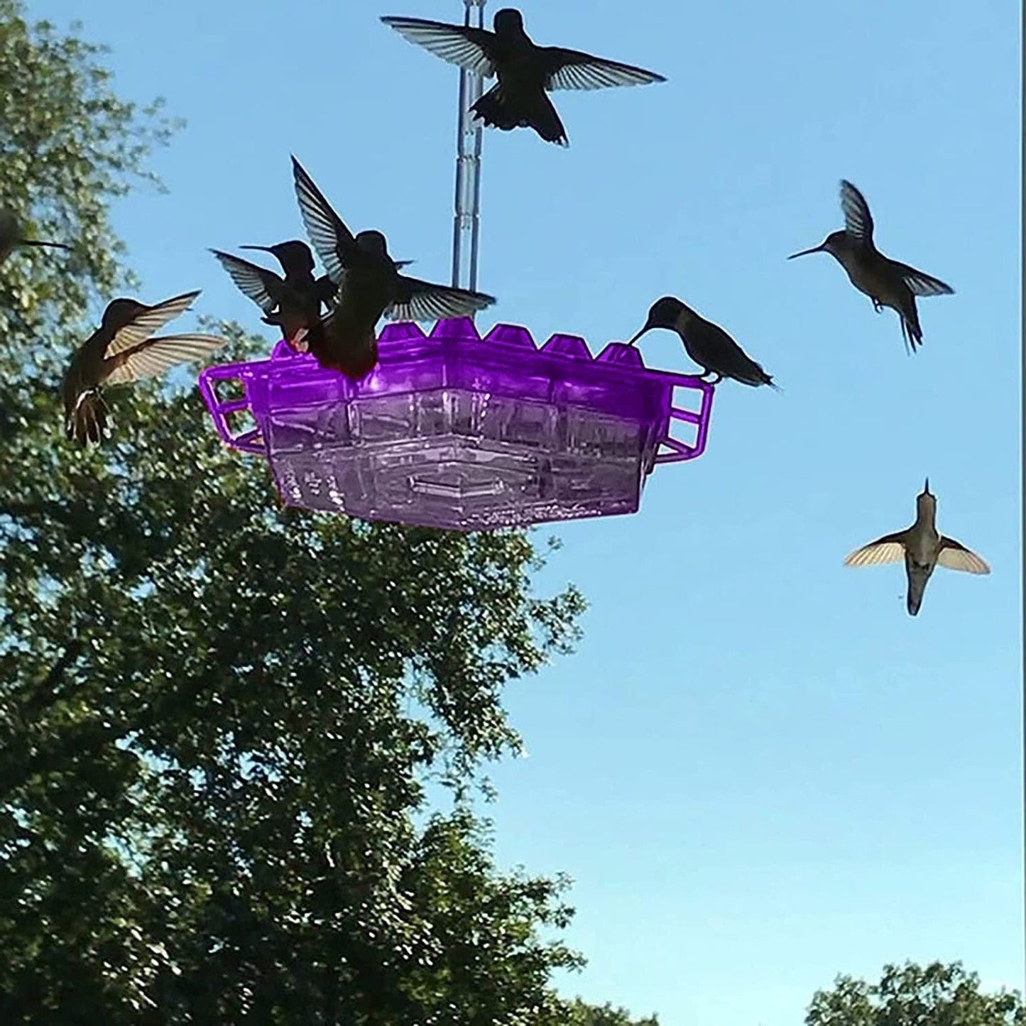 Ant-proof hummingbird feeder, outdoor hanging design for garden bird watching. Enjoy nectar safely.