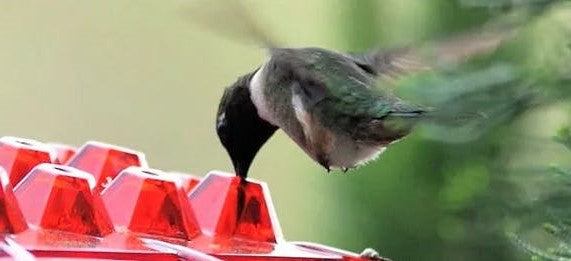 Durable ant-proof hummingbird feeder protects nectar from pests in your outdoor garden. Easy to clean.
