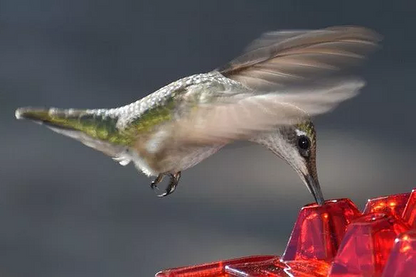 Easy-clean polycarbonate hummingbird feeder with ant moat for pest deterrence. Ideal for nectar.
