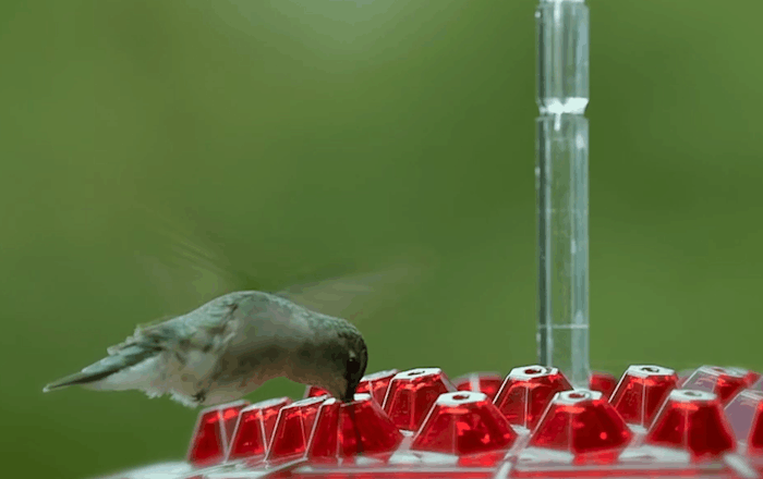 Ant-proof hummingbird feeder hanging amongst green foliage, enhancing garden bird watching experience.