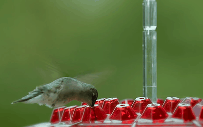 Ant-proof hummingbird feeder hanging amongst green foliage, enhancing garden bird watching experience.