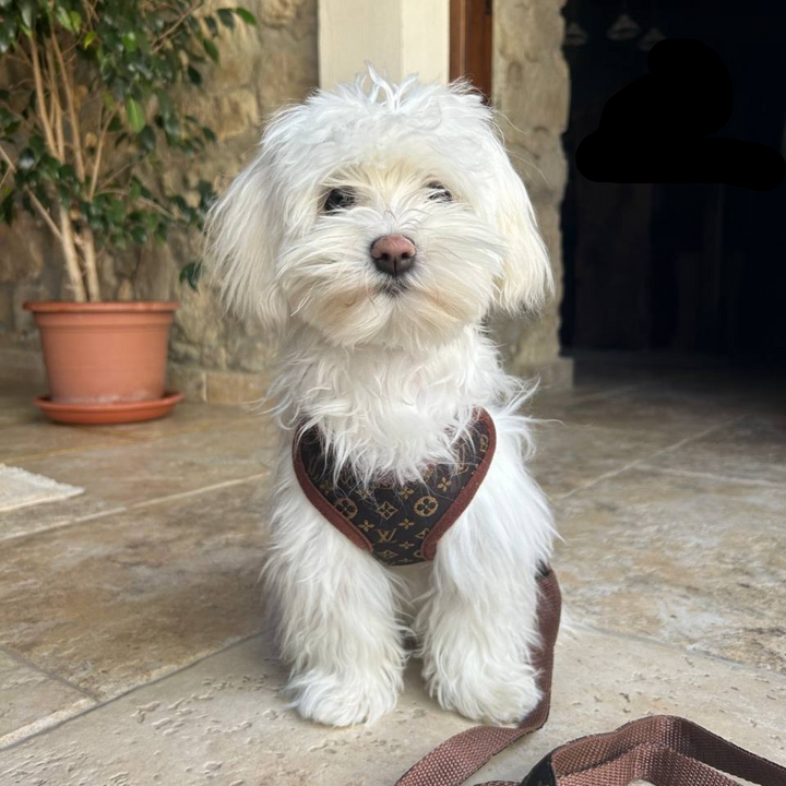 Brown comfort dog harness and leash set with no-pull design for safe, easy dog walking.