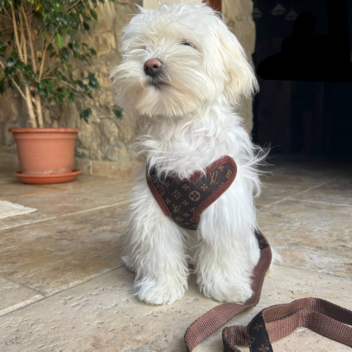 Comfortable brown dog harness with no-pull front clip & sturdy leash. Perfect for daily pet walks.