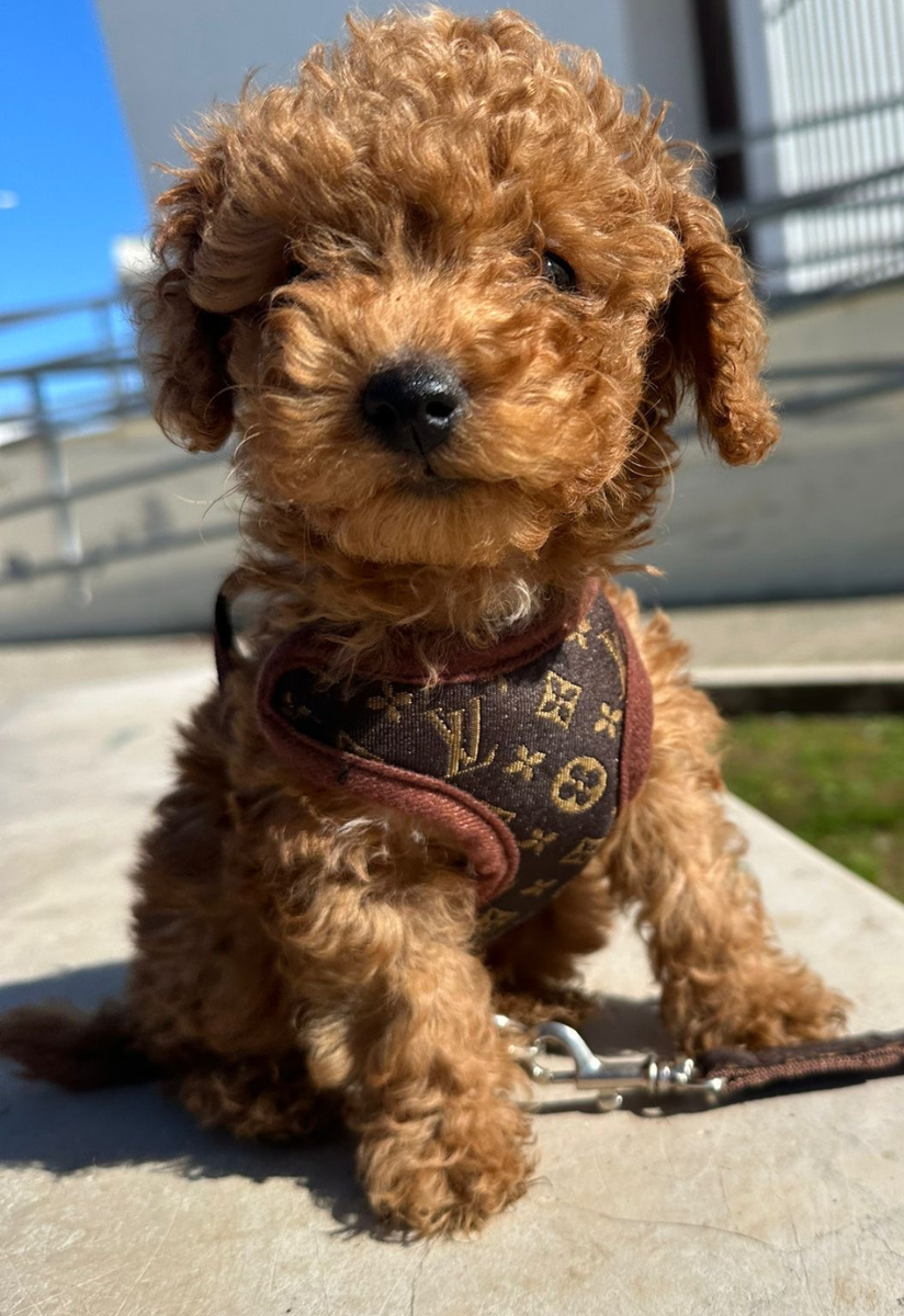 Secure & comfortable pet harness for dogs. No-pull front design and matching leash for better control.