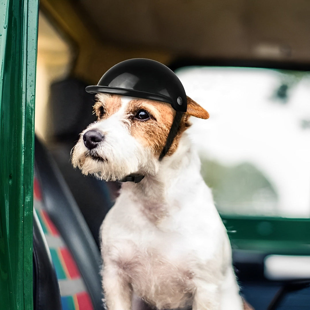 Dog motorcycle helmet and goggles set for safe rides. Pet protection, adventure gear for small to large dogs.