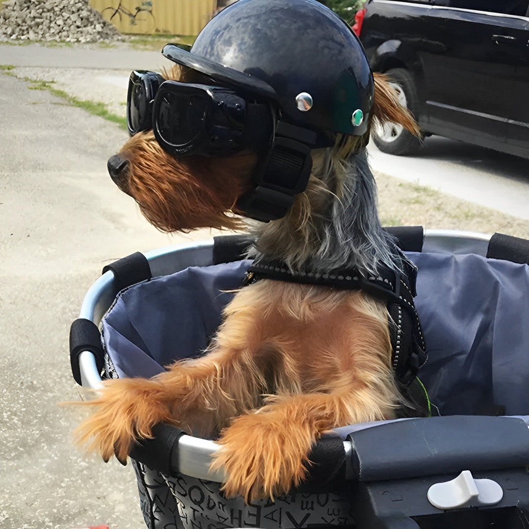 Pet accessory set: Dog helmet and matching goggles for ultimate dog protection during motorcycle adventures.