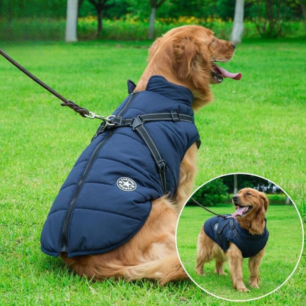 DryPaw waterproof winter dog coat with integrated harness for cold weather adventures.