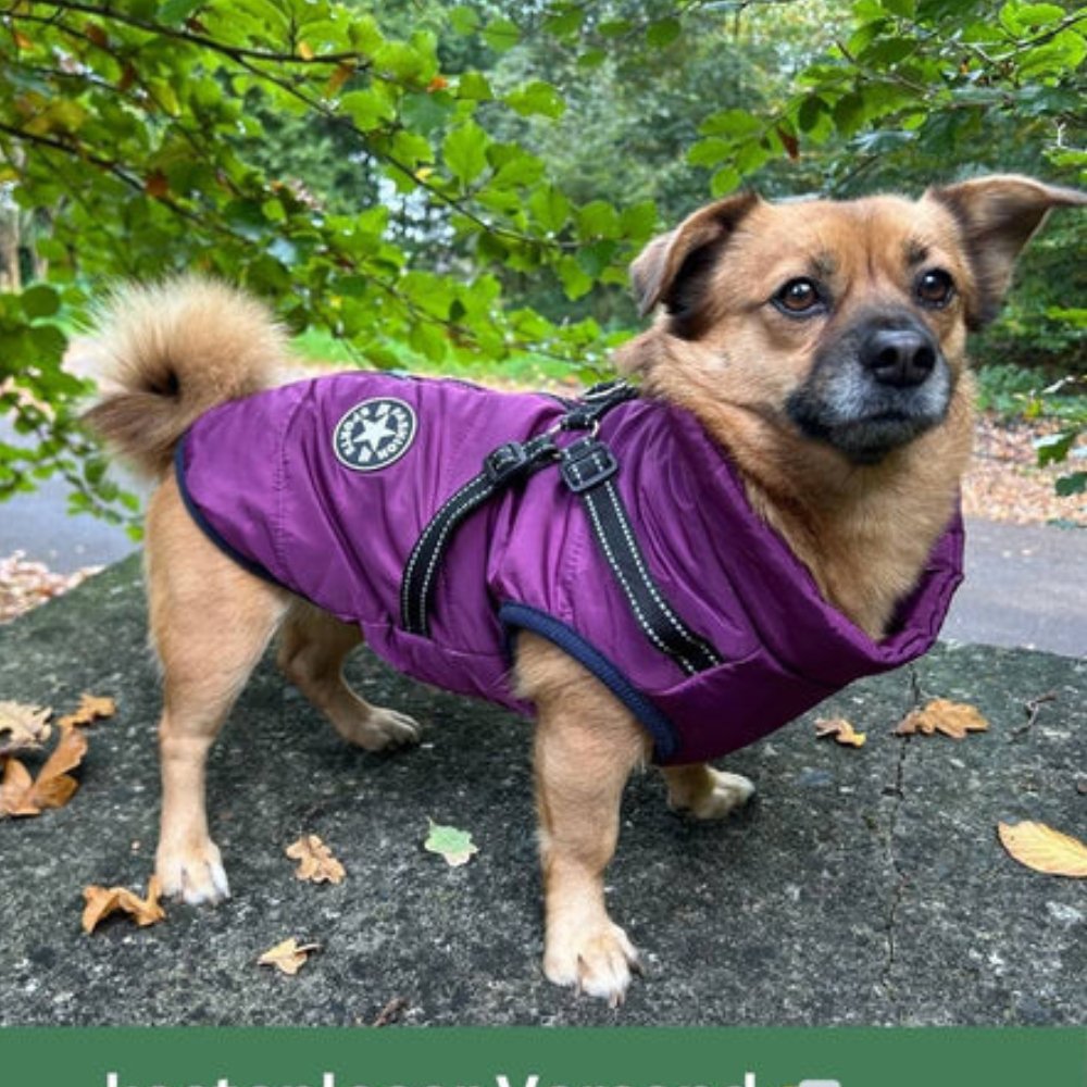 Outdoor dog wear: waterproof winter coat & harness combo keeps dogs warm & dry on trails.