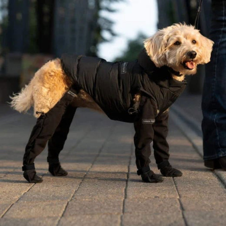 Weather-resistant dog boots for paw protection. Comfortable, all-sizes pet shoes, ideal for trail walking & outdoor gear.