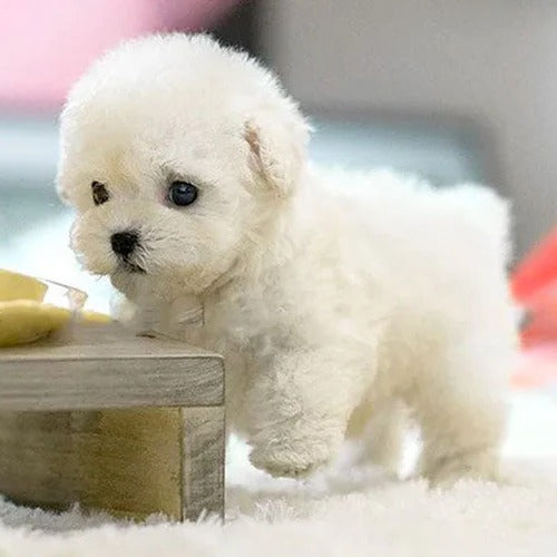 Fluffy interactive plush puppy toy, barks and moves like a real dog, perfect comfort pet for kids.