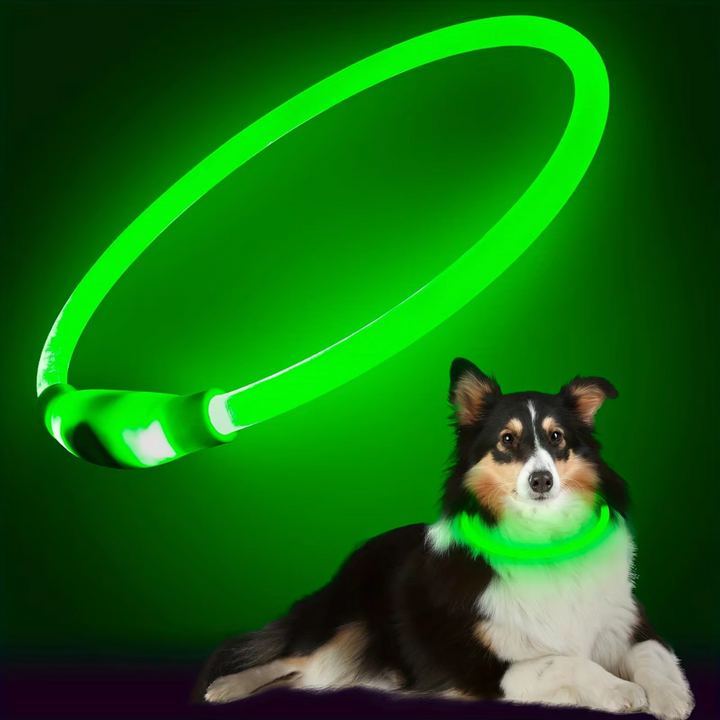 Pet safety light collar: a bright, rechargeable LED accessory for visible dogs.