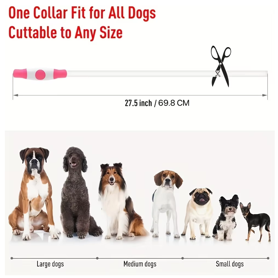 Light-up dog collar for night walks. Rechargeable LED enhances pet safety and visibility.