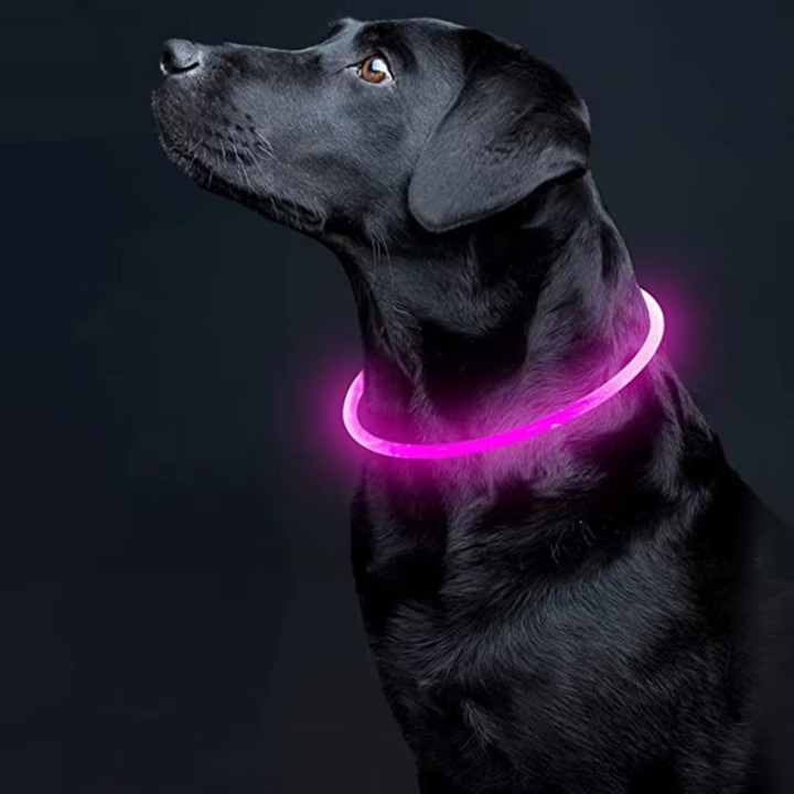 GlowSafe rechargeable LED dog collar; ultimate safety light for your dog's night adventures.