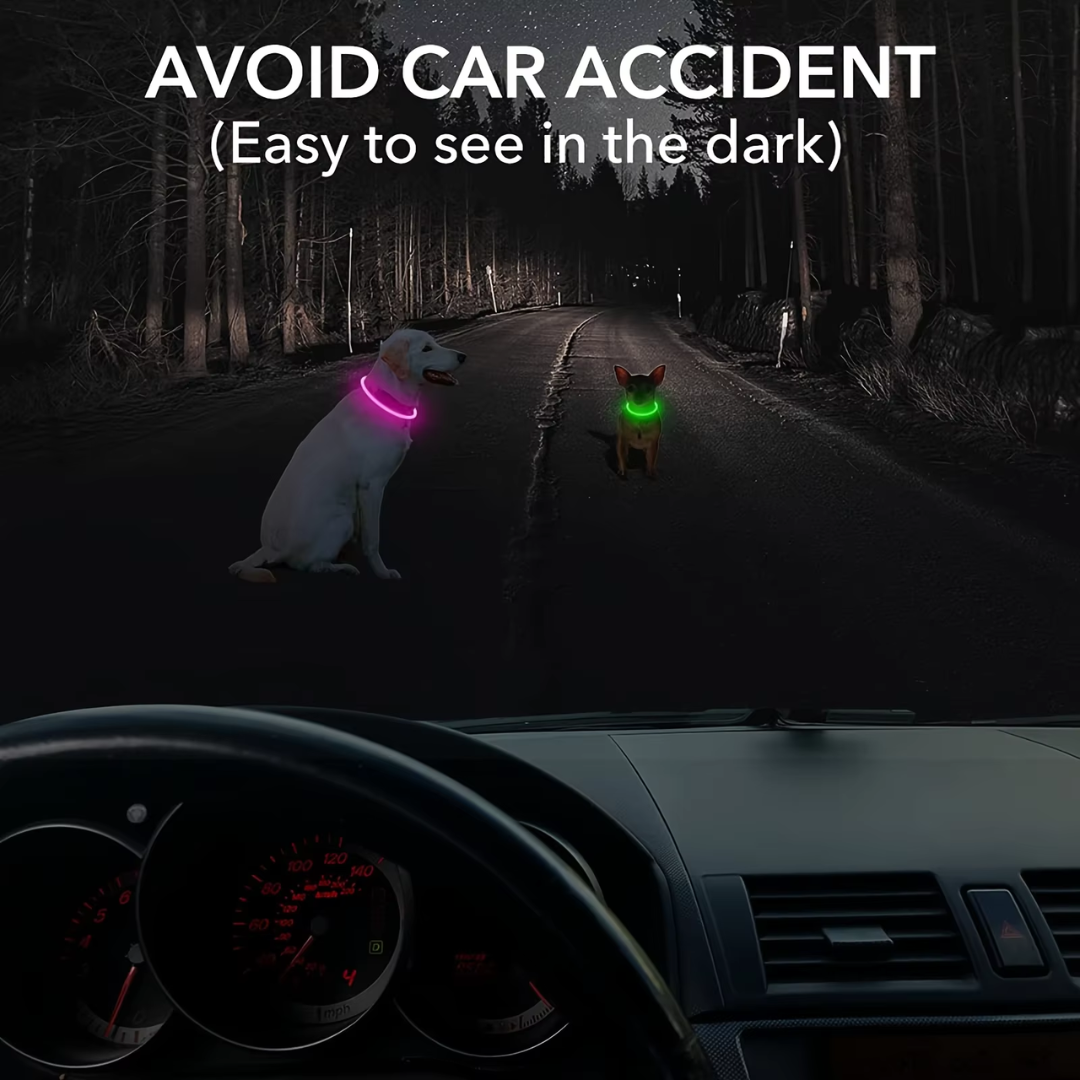 Illuminated dog collar with USB charging for safe night walks and outdoor adventures.