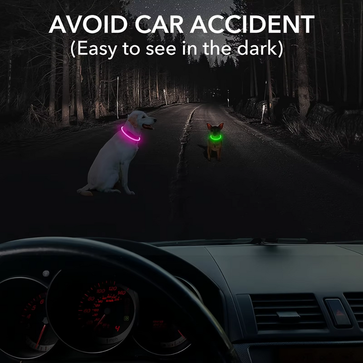 Illuminated dog collar with USB charging for safe night walks and outdoor adventures.