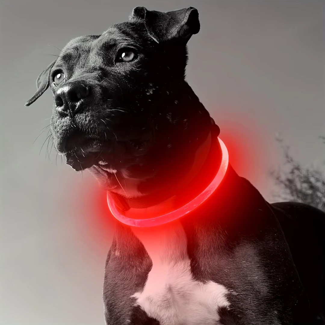 Durable GlowSafe LED dog collar, rechargeable and bright for secure night walks.