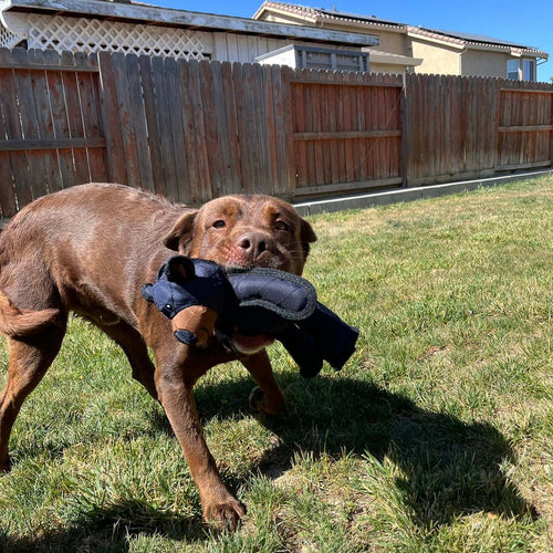 Premium indestructible bear dog toy, ideal for heavy chewers. Durable, interactive & safe pet chew.