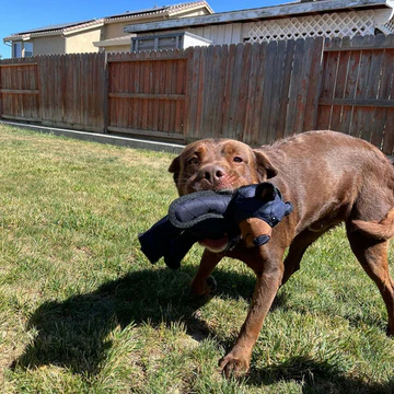 Resilient bear-shaped dog toy, ideal for heavy chewers. Indestructible pet supplies for fun.
