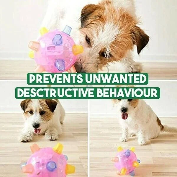 Dog eagerly chasing an automatic wiggling & giggling interactive jumping ball, active pet play.