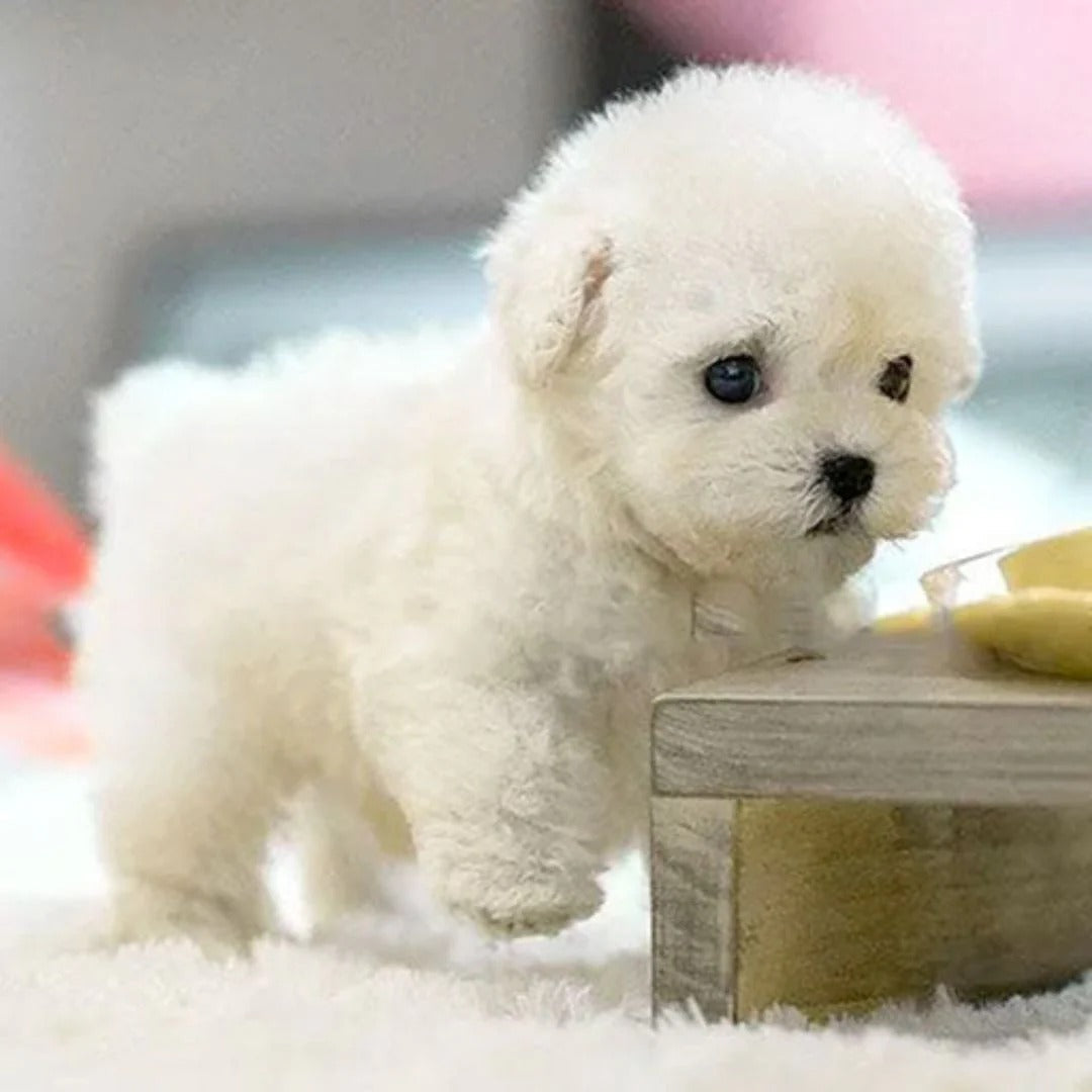 Unisex interactive robotic puppy, a smart electronic pet & companion toy for children and adults.