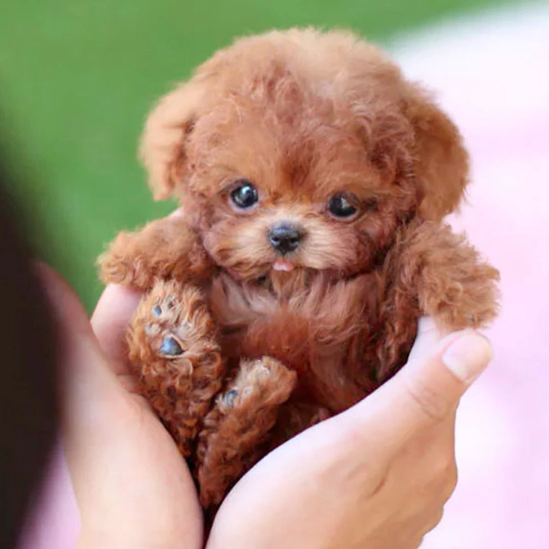 Realistic robotic puppy with advanced AI, an interactive electronic companion for all ages. Great gift.