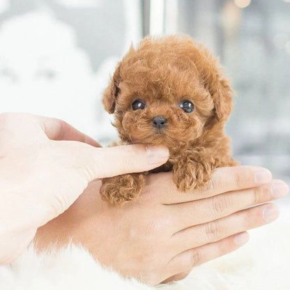 Cute plush interactive robotic puppy, an artificial pet with smart features, perfect kids toy & adult collectible.