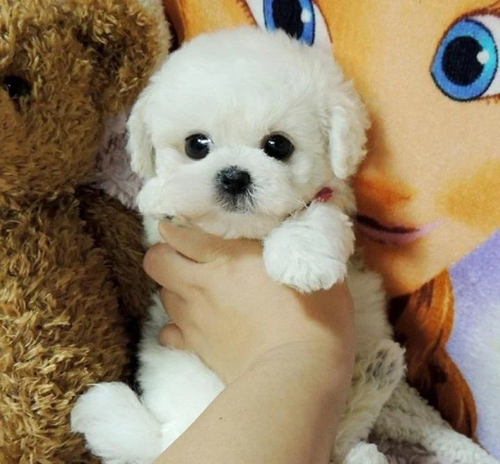Lifelike realistic puppy dog plush toy, a soft cuddly stuffed animal perfect for children or as a dog lover gift.