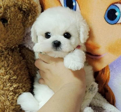 Lifelike realistic puppy dog plush toy, a soft cuddly stuffed animal perfect for children or as a dog lover gift.