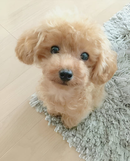 Soft realistic plush puppy toy, a cuddly stuffed animal ideal as a children's toy or a unique dog lover gift.