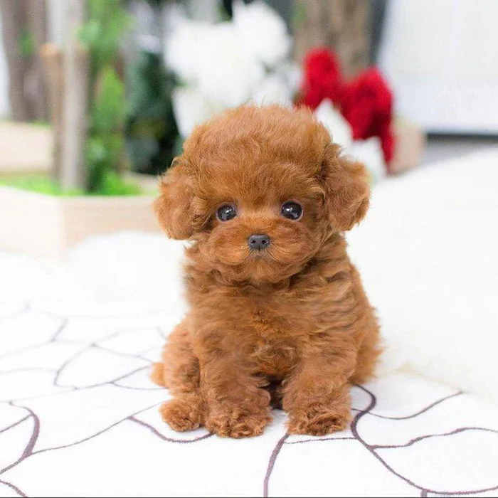Unisex realistic puppy dog plush toy, a lifelike cuddly stuffed animal & pet companion, perfect for all ages.