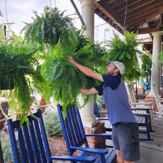 Realistic artificial Boston fern plant. UV resistant greenery for office, home, or outdoor patio decor.