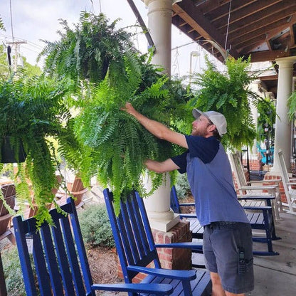 Realistic artificial Boston fern plant. UV resistant greenery for office, home, or outdoor patio decor.