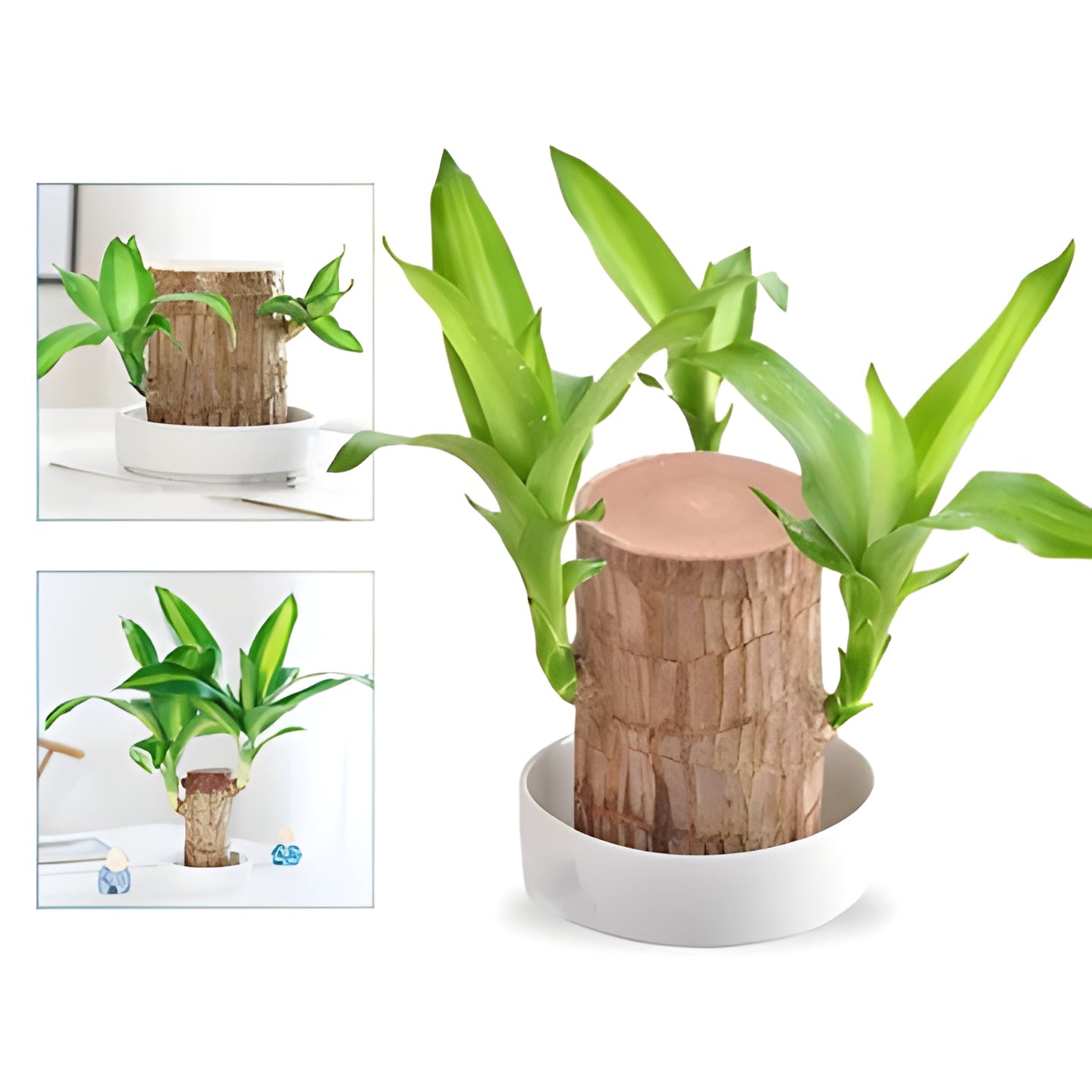 Vibrant green Lucky Brazilian Wood Plant in a decorative pot, enhancing home decor. Ideal for office or living room.