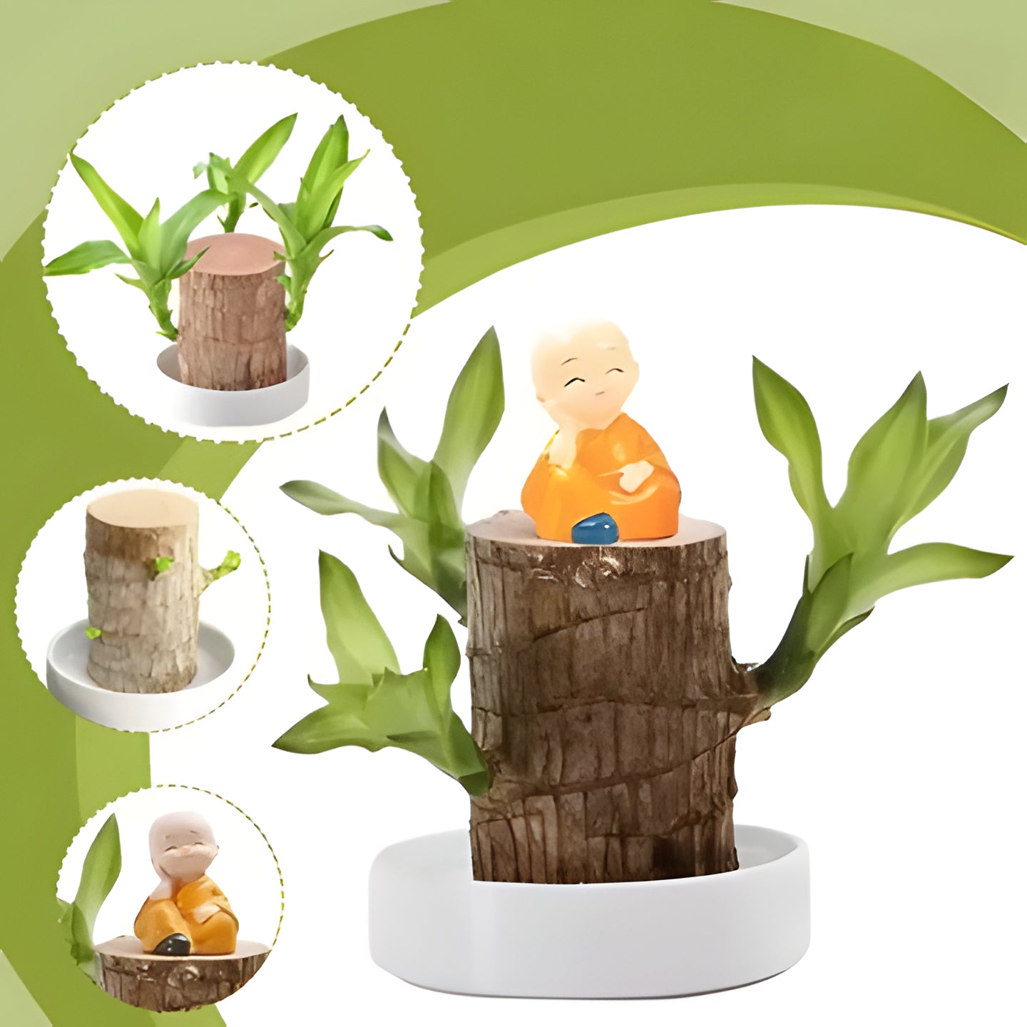 Easy care Lucky Brazilian Wood Plant, a natural air purifier. Great for beginners seeking a healthy indoor plant.