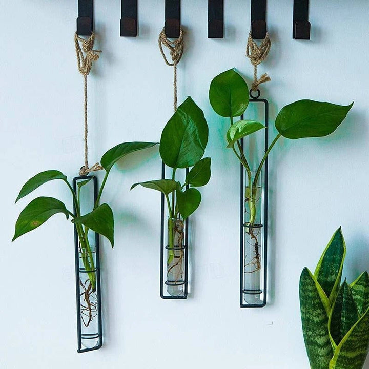Modern hanging glass tube wall planter set for propagating plant cuttings. Elegant vertical garden home decor.