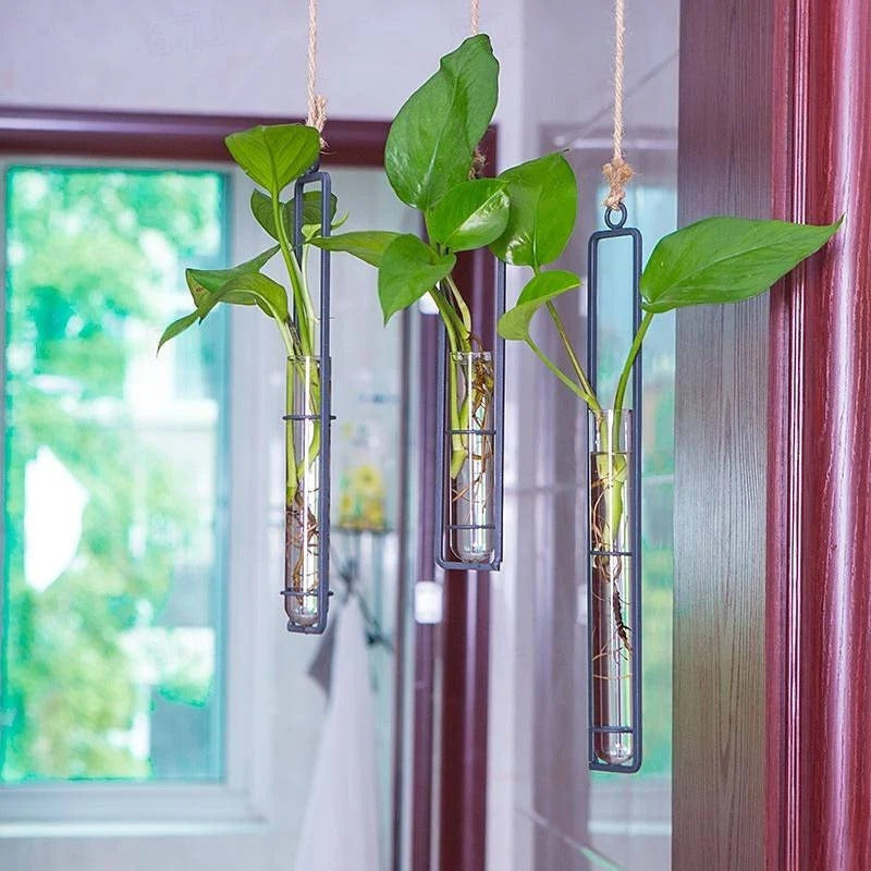 Stylish glass tube wall planter set for plant propagation. Perfect for indoor cuttings & botanical home decor.