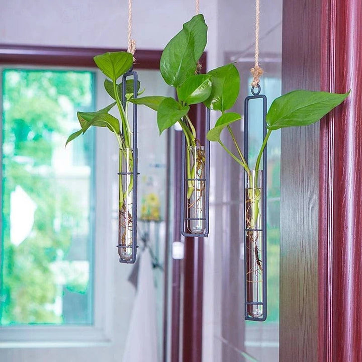 Stylish glass tube wall planter set for plant propagation. Perfect for indoor cuttings & botanical home decor.