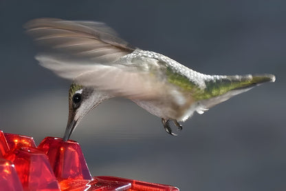 Ant-proof hummingbird feeder with nectar protection and bee guard for garden and backyard birds.