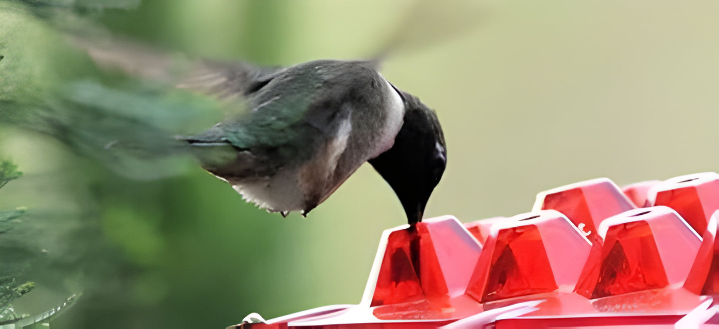 Premium outdoor bird feeder with ant moat and bee guard, providing safe nectar for backyard hummingbirds.