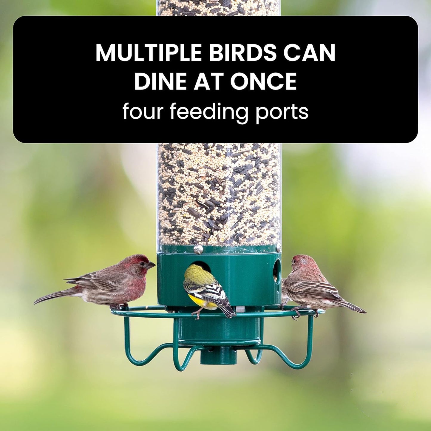 Hanging outdoor bird feeder, robust & squirrel-proof, offering a safe feeding spot for garden birds.