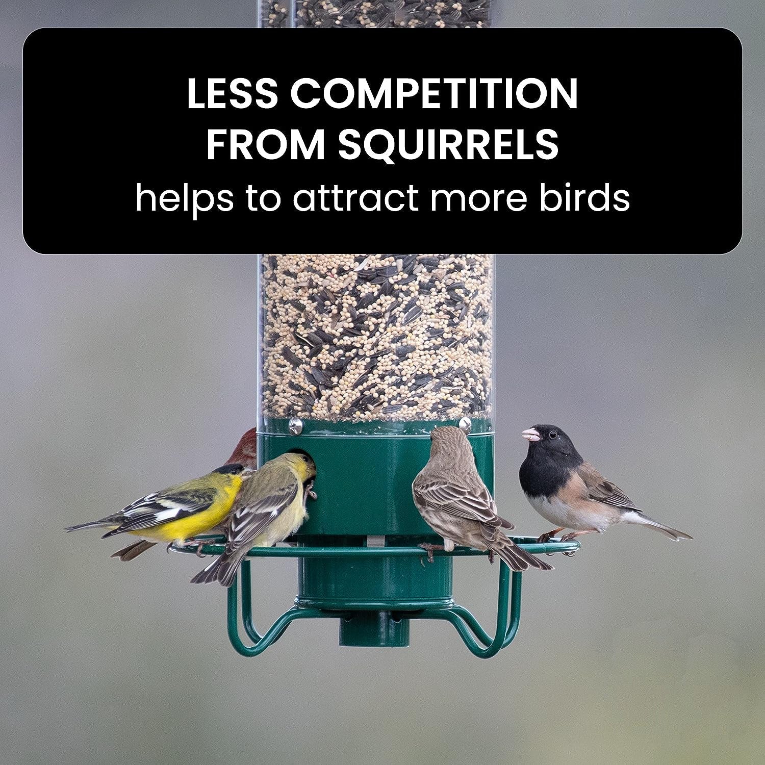Close-up of a durable squirrel-proof bird feeder, showcasing its protective design for wild birds.