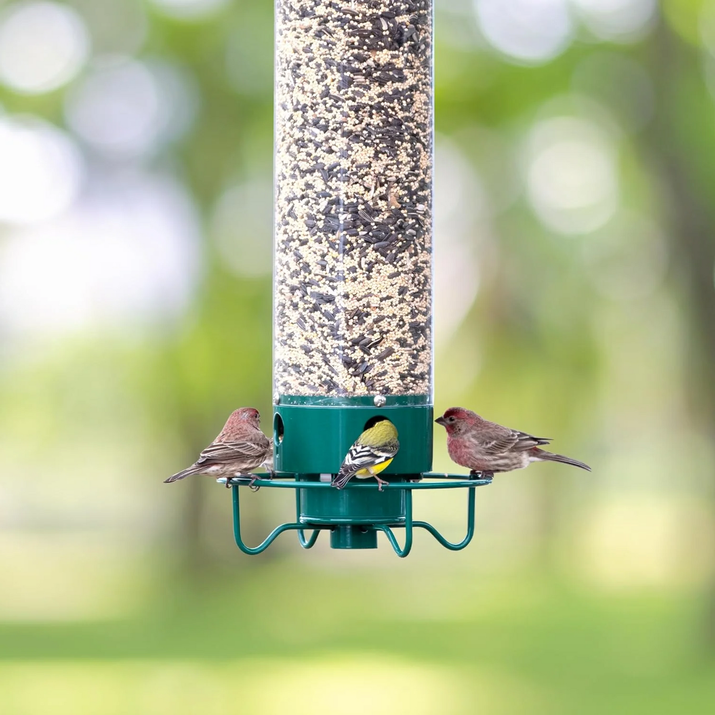 Close-up of a sturdy squirrel-proof bird feeder, designed for wild birds. Ideal outdoor pet supplies for garden viewing.