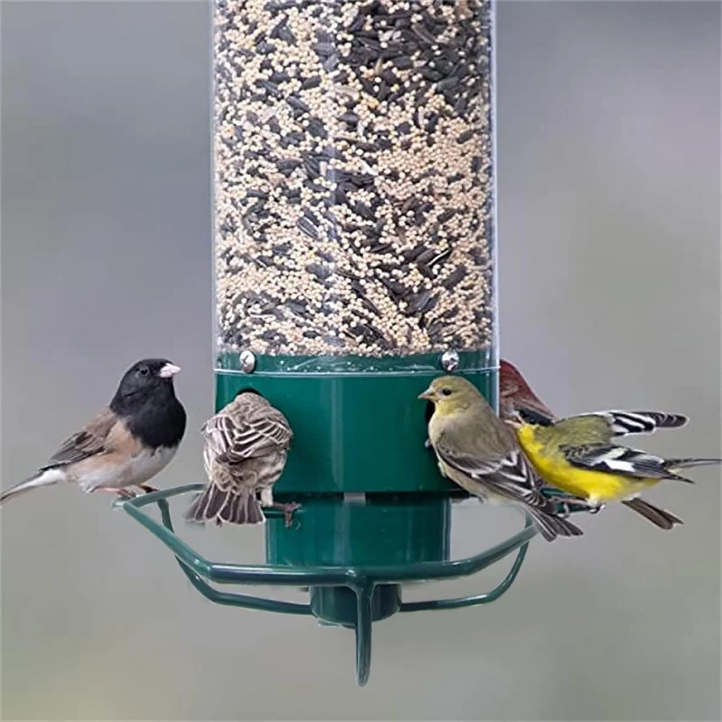 Beautiful garden setting featuring a hanging squirrel-proof bird feeder, drawing various wild birds. Outdoor wildlife feeder.