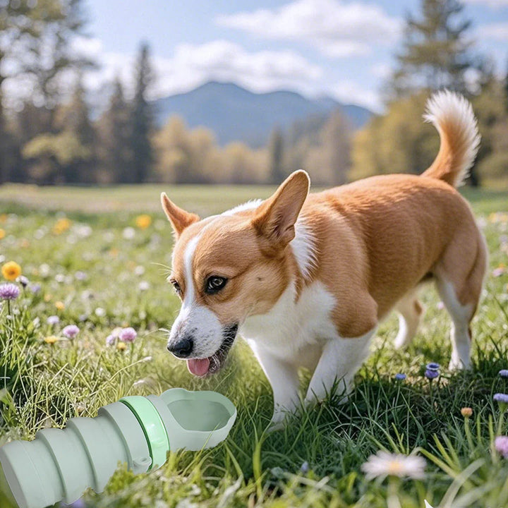 Durable pet water bottle, collapsible silicone bowl, ensures no spills on adventures
