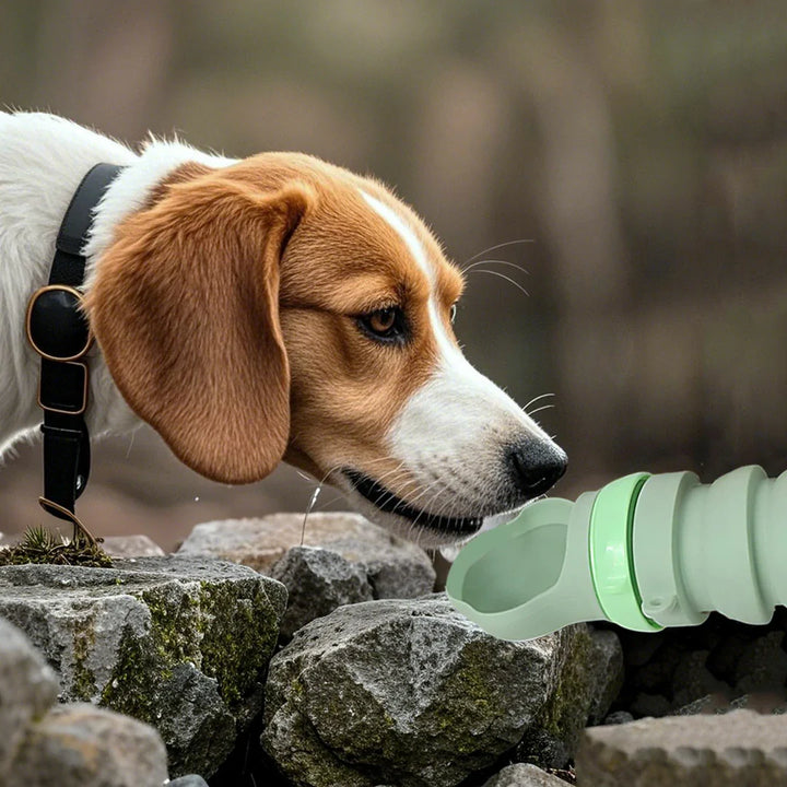 Portable pet water bottle with lock button, leak-proof, great for dog walkers