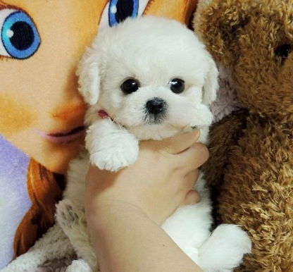 Realistic plush puppy dog toy, a cuddly companion with soft faux fur, perfect for kids & dog lovers.