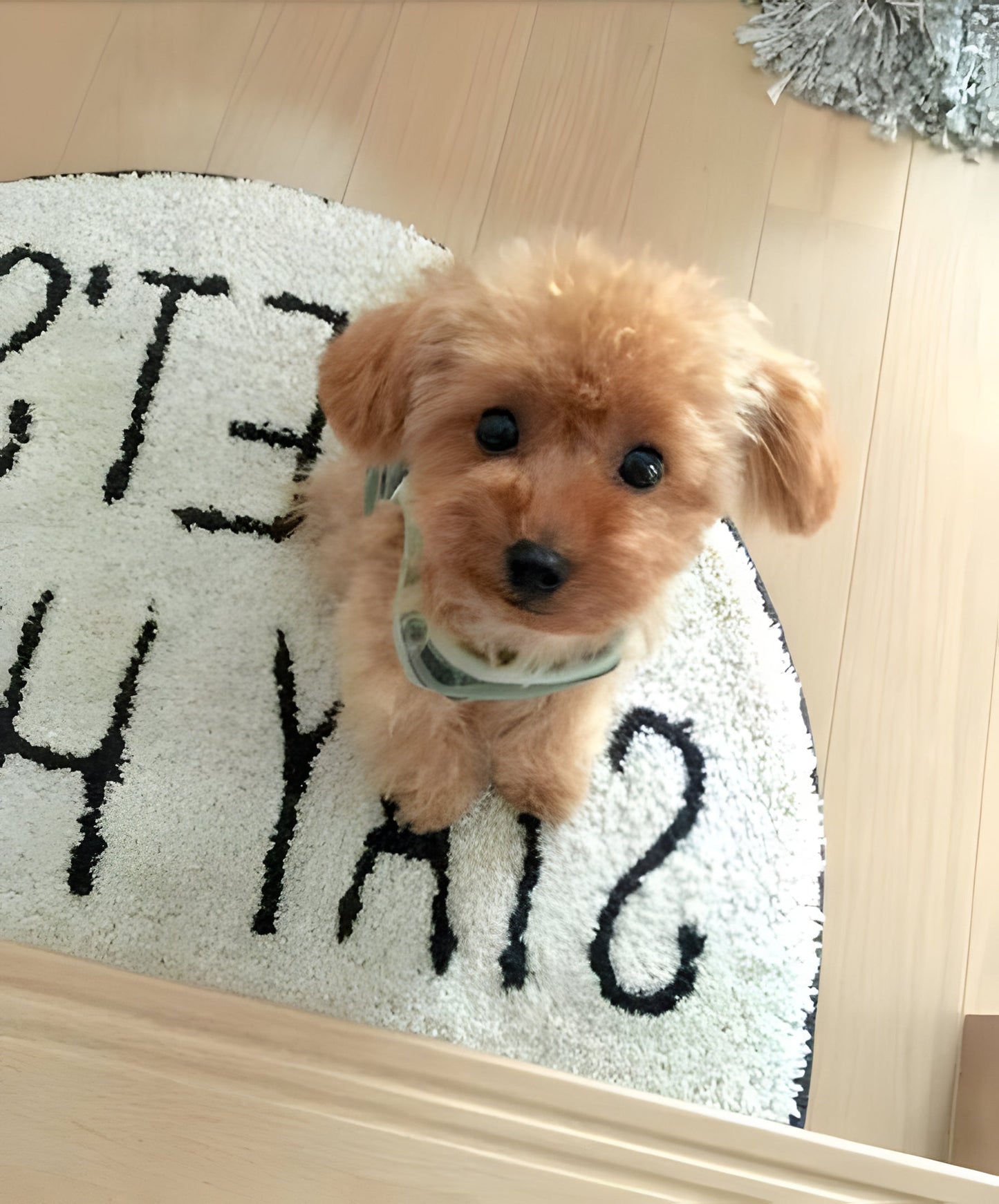 Lifelike 'Lucky' realistic teddy dog plush puppy, a soft stuffed animal toy, ideal gift for children.