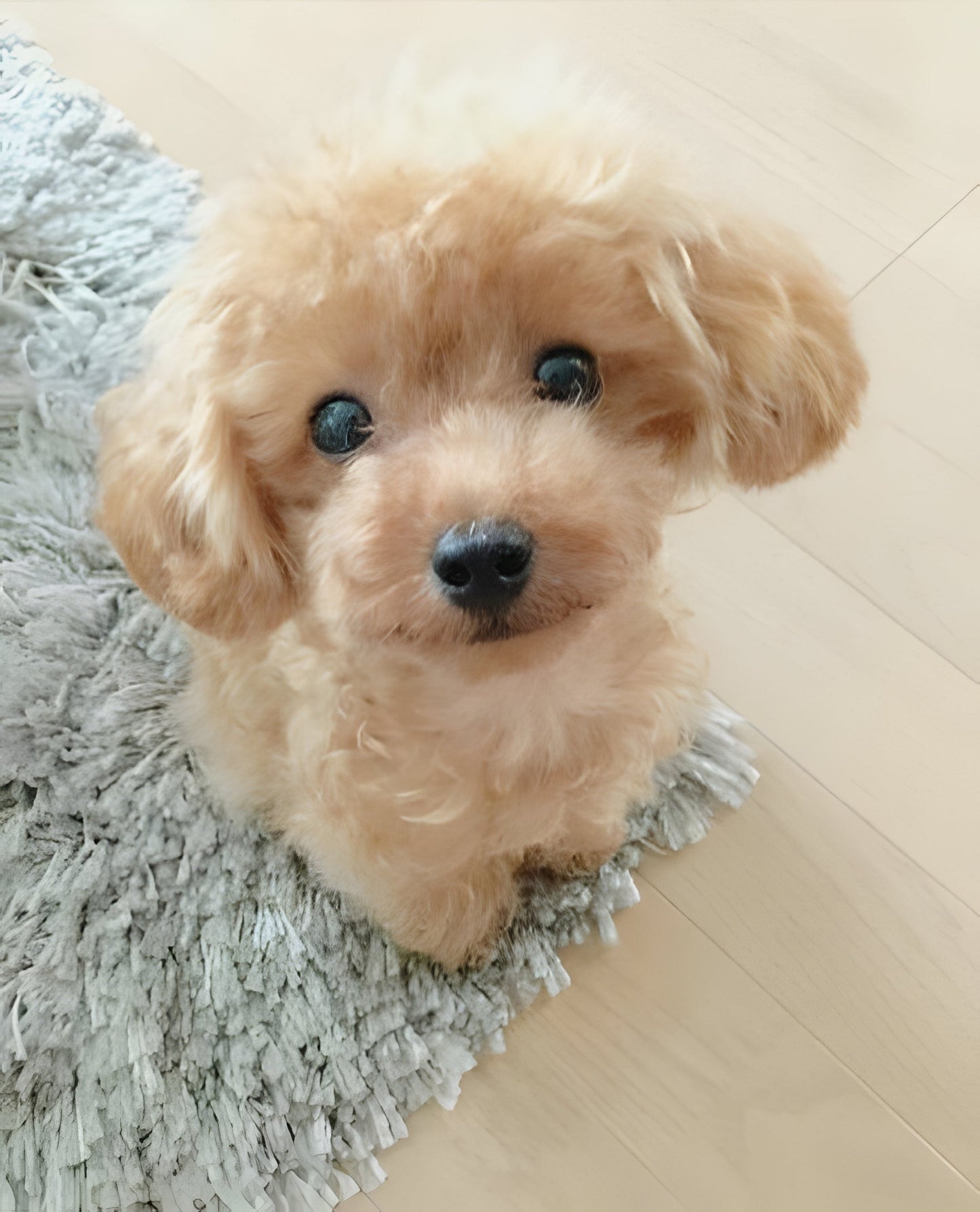 Detailed realistic plush puppy dog with soft faux fur, an adorable pet companion & charming home decor.