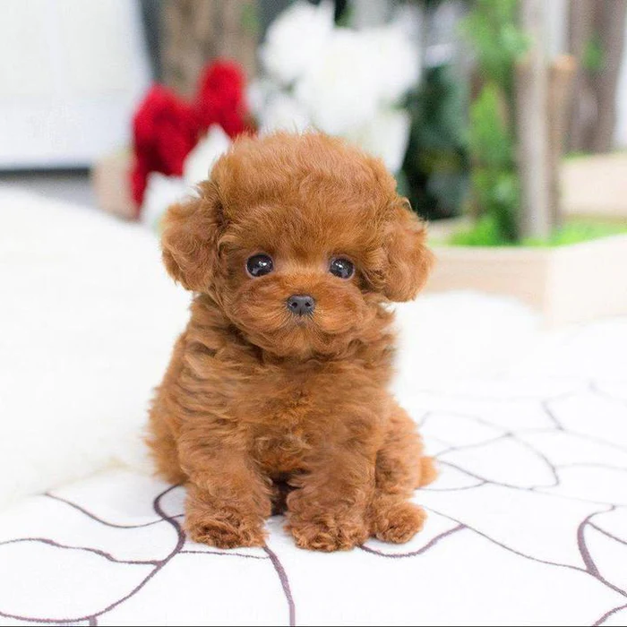 Cuddly plush puppy toy with realistic design, a soft stuffed animal for kids and a thoughtful gift for dog lovers.